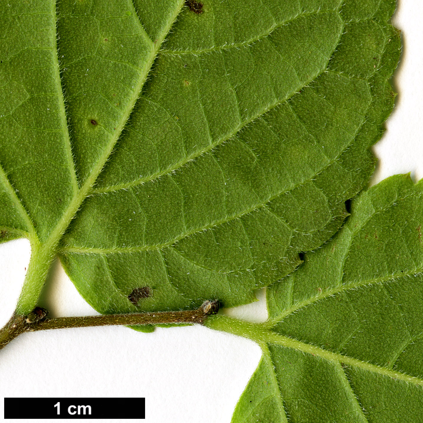 High resolution image: Family: Cannabaceae - Genus: Celtis - Taxon: tournefortii - SpeciesSub: var. aspera